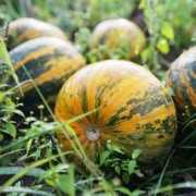 thermenland.at Piwetz