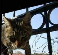 mataventures.com Plakka