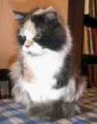 siberian-best.narod.ru Plaksa