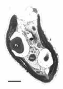 archiv.ub.uni-marburg.de Plastide