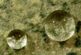 derstandard.at Platanin