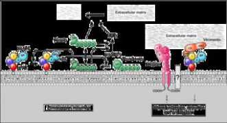 atlasgeneticsoncology.org Plaur