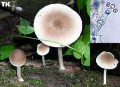 pilzkunde-ruhr.de Plautus