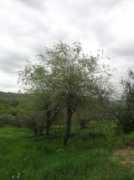 louisdressner.com Plavina