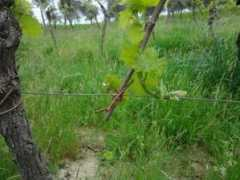 louisdressner.com Plavina