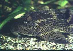 fbas.co.uk Plec