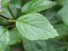 botanic.jp Plemon