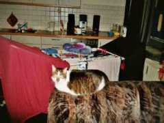 katzenschutzbund.de Plitta