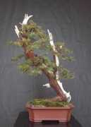 bonsai4me.com Pociask