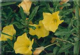 gardenperennials.net Poemi