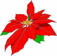 Poinsettia