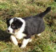 ws-aussies.de Pokahonta