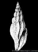 gastropods.com Pontico