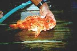 thejump.net Pontinus