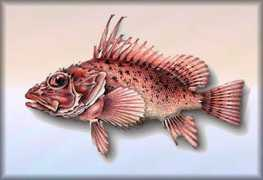 operagastro.com Pontinus