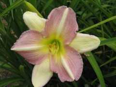 kiwigardens.ca Pookiebear