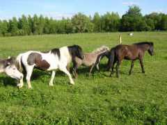 poneyclub.magali.free.fr Pooney