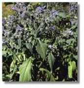 paracelsus.de Porich