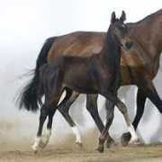 luzernerpferde.ch Porodin
