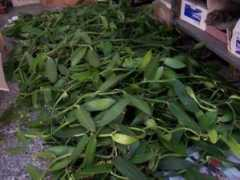 orchidsasia.com Porteres