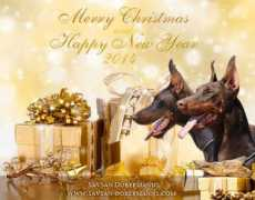 savsan-dobermanns.com Postarnakova