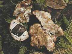 mycostra.free.fr Postia