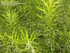 davesgarden.com Poulino