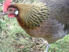 Poupoule