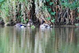 objetivoalicante.laverdad.es Pradita