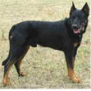 beaucerons.net Prahas
