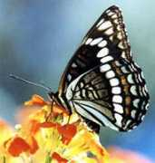 flagstaffcityguide.com Prenna