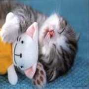 Prettykitty