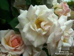 Prettylady