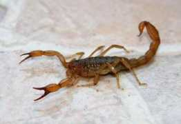 entornointeligente.com Prevenir