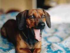 il-fantamondo.com Princy