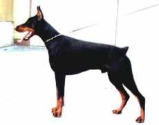 brittonfarmsdobermans.com Prinz