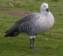 psiloswildlifephotography.co.uk Priveledge