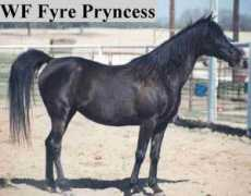 Pryncess