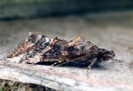 bugguide.net Psweet