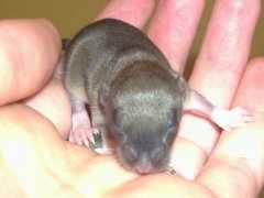 spadrider2.free.fr Ptiote