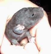 spadrider2.free.fr Ptiote