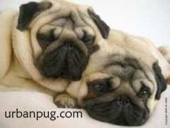 Pugs