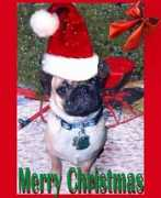 artwanted.com Pugster