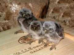 salentograngourmet.it Pulcini