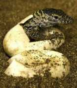 zooborns.com Pulfer