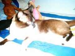 mimejoramigo.com Pulgarin