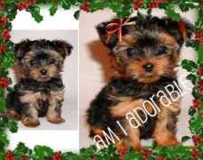 glogster.com Pupps