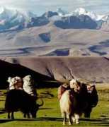 footprintstours.co.nz Purang