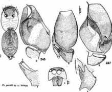 salticidae.org Purcelli
