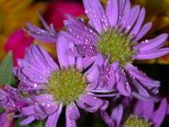 sunna.info Purple